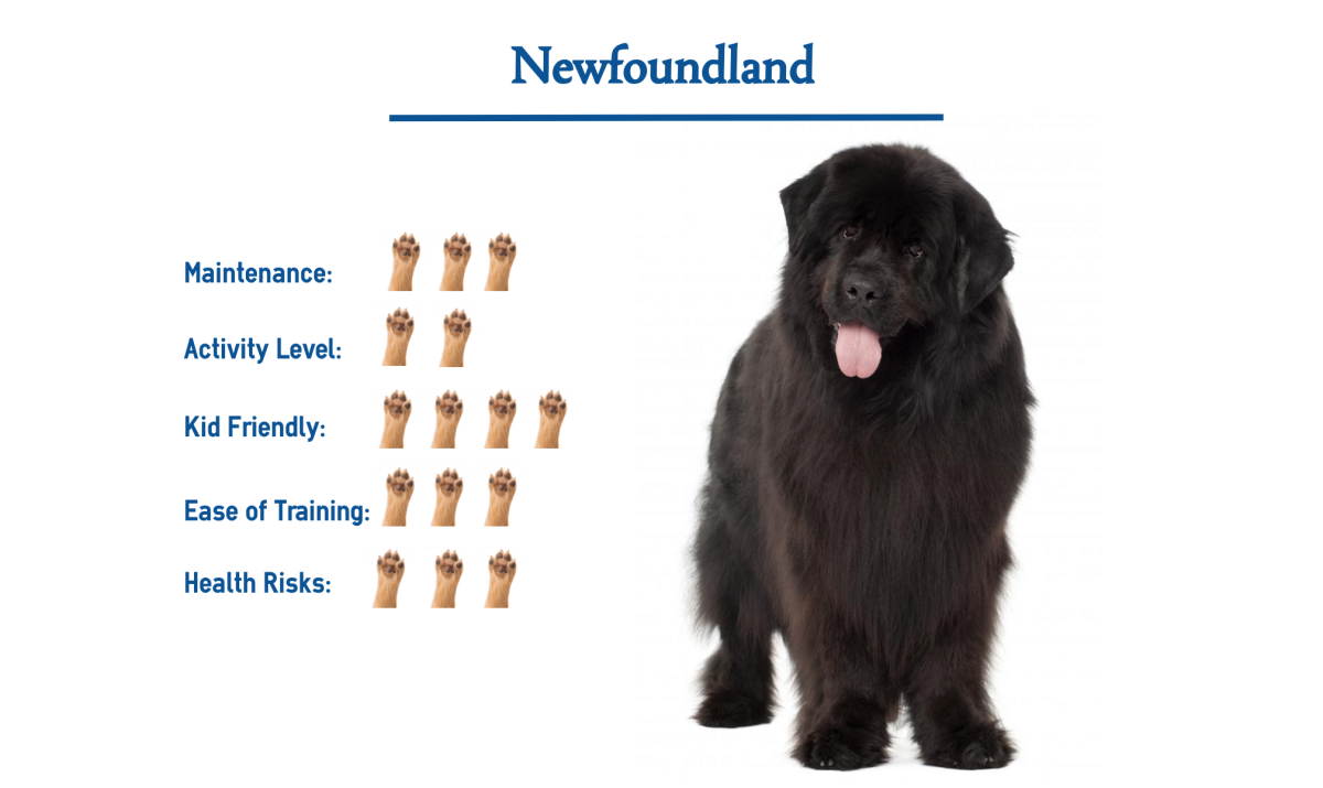 Самая большая пушистая собака