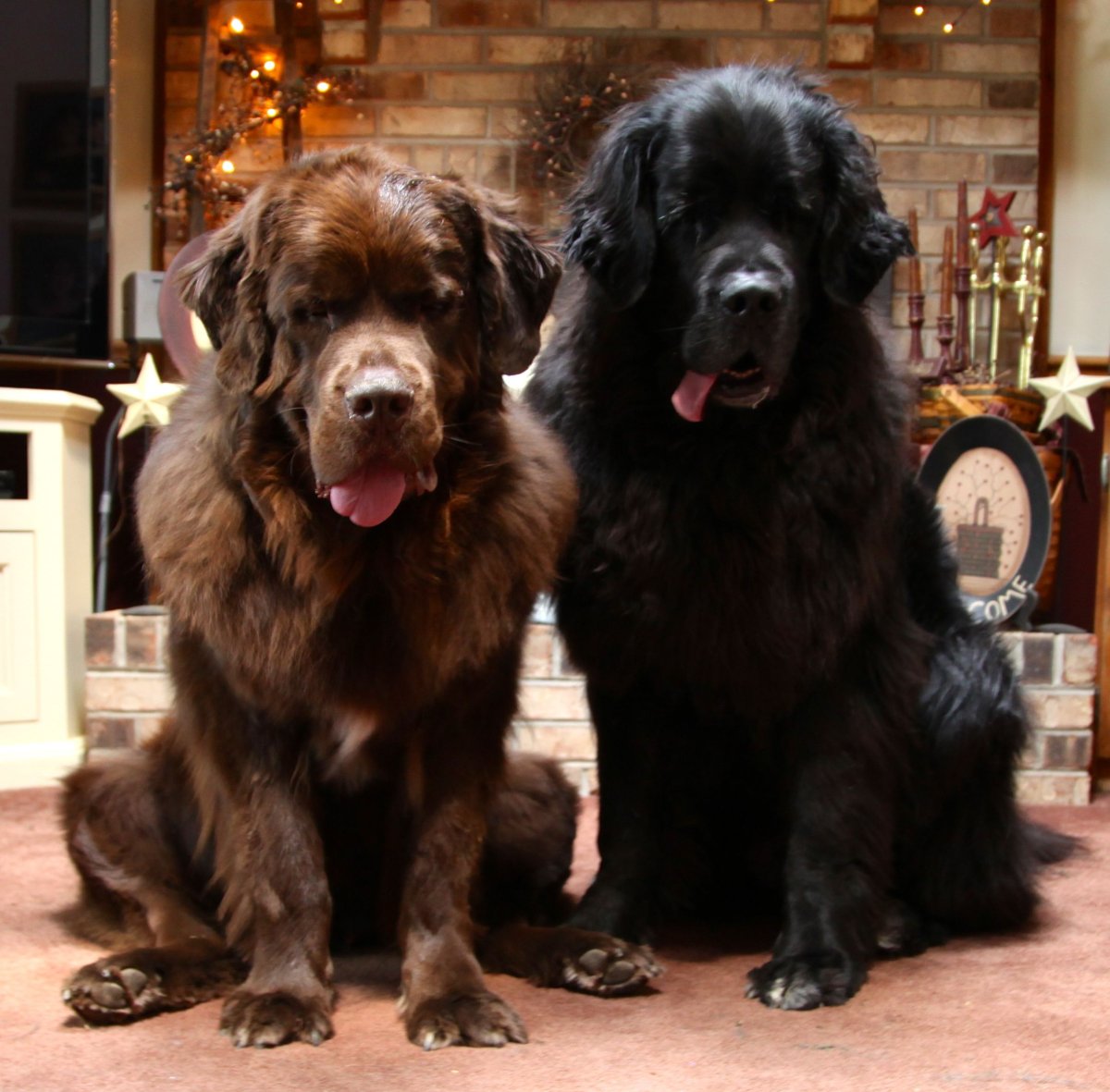 Собака в костюме с хозяйкой