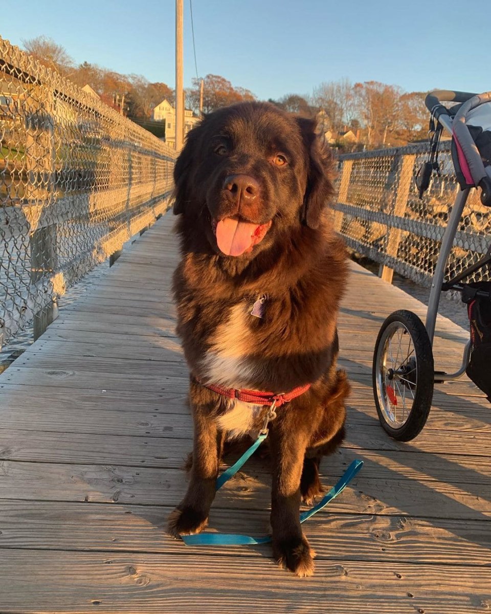 Ньюфаундленд ныряет