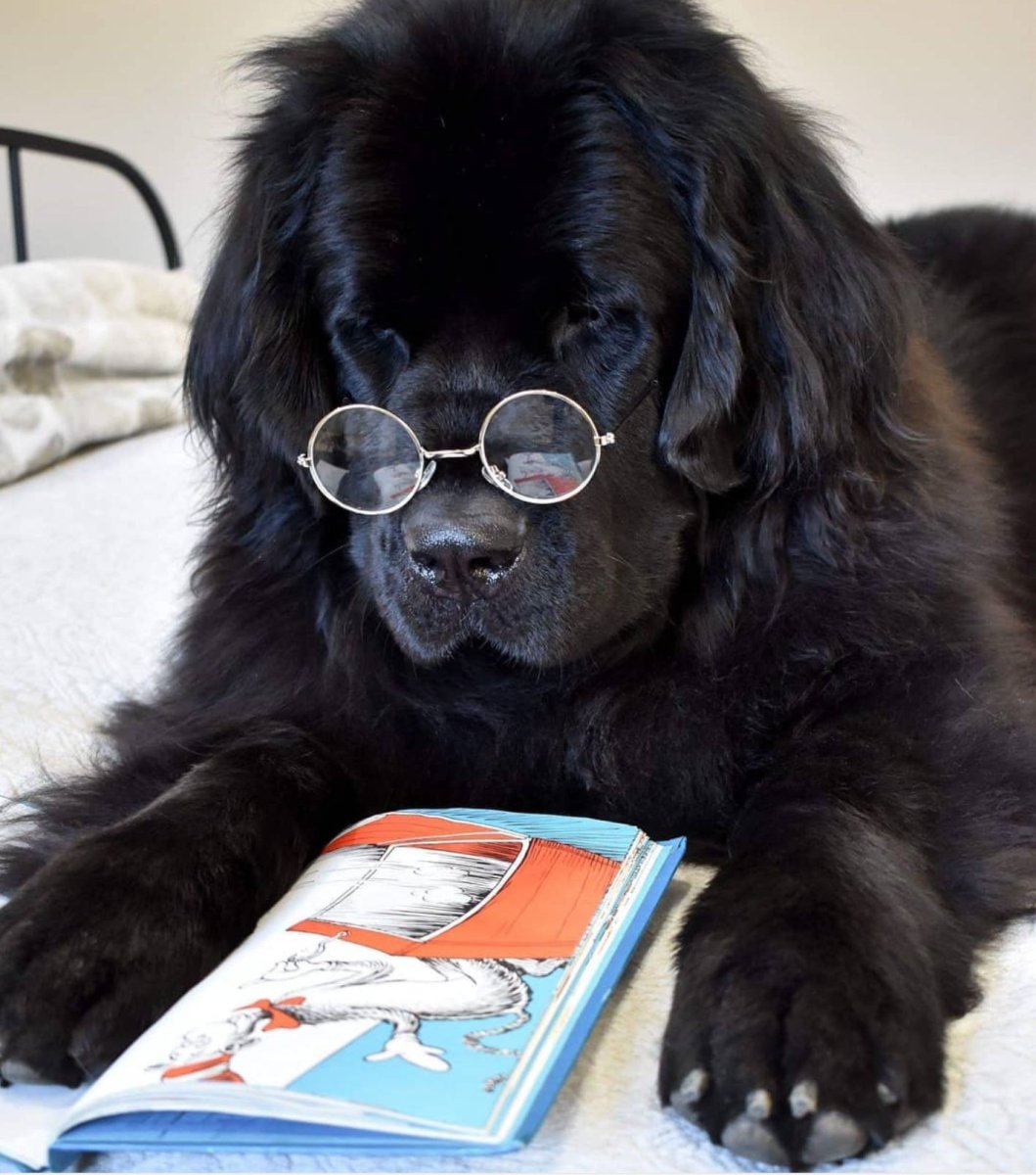 Собака водолаз ньюфаундленд с человеком