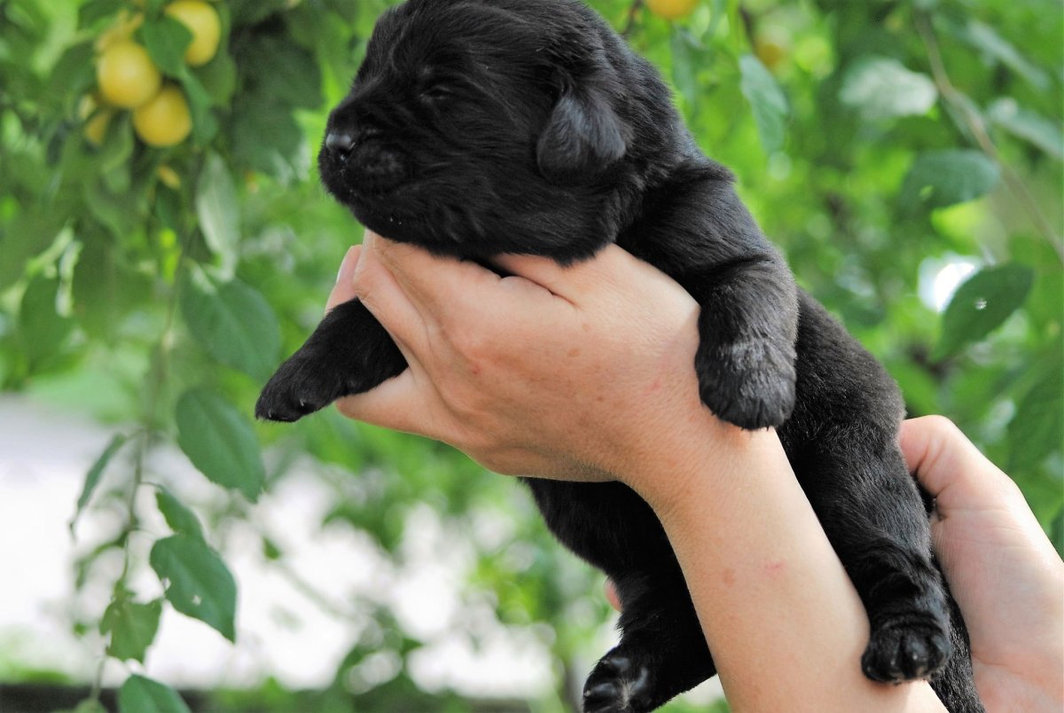 Ньюфаундленд в очках