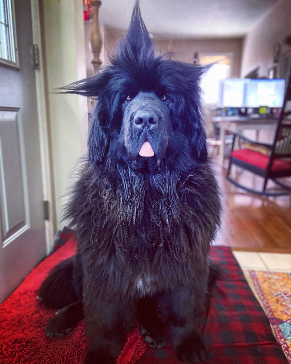 Ньюфаундленд прическа