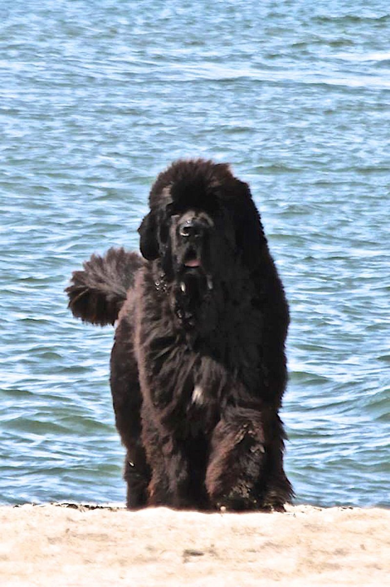 Ньюфаундленд Ютгай