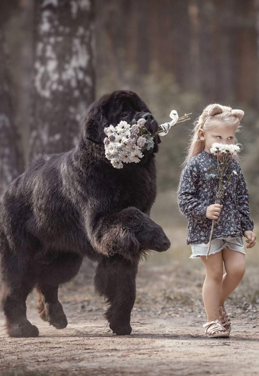 Собака водолаз ньюфаундленд