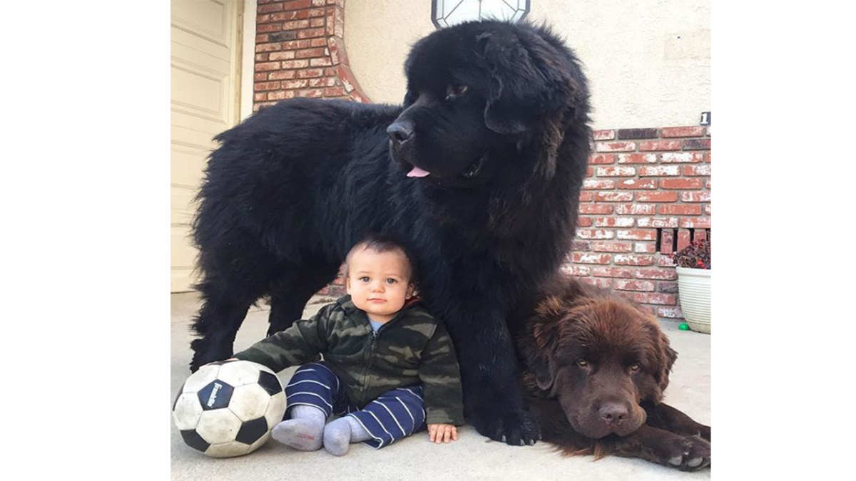 Стрижка ньюфаундленда