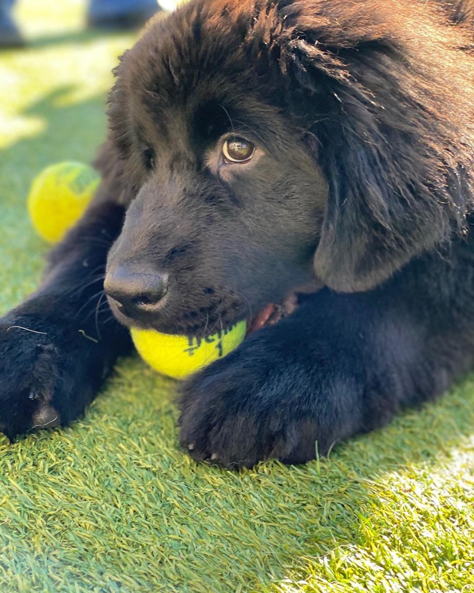 Ньюфаундленд и зима