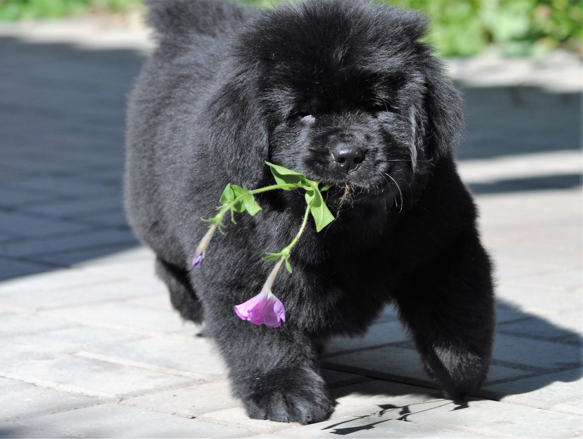 Ньюфаундленд (порода собак)