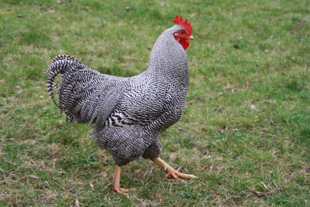 Полосатый плимутрок