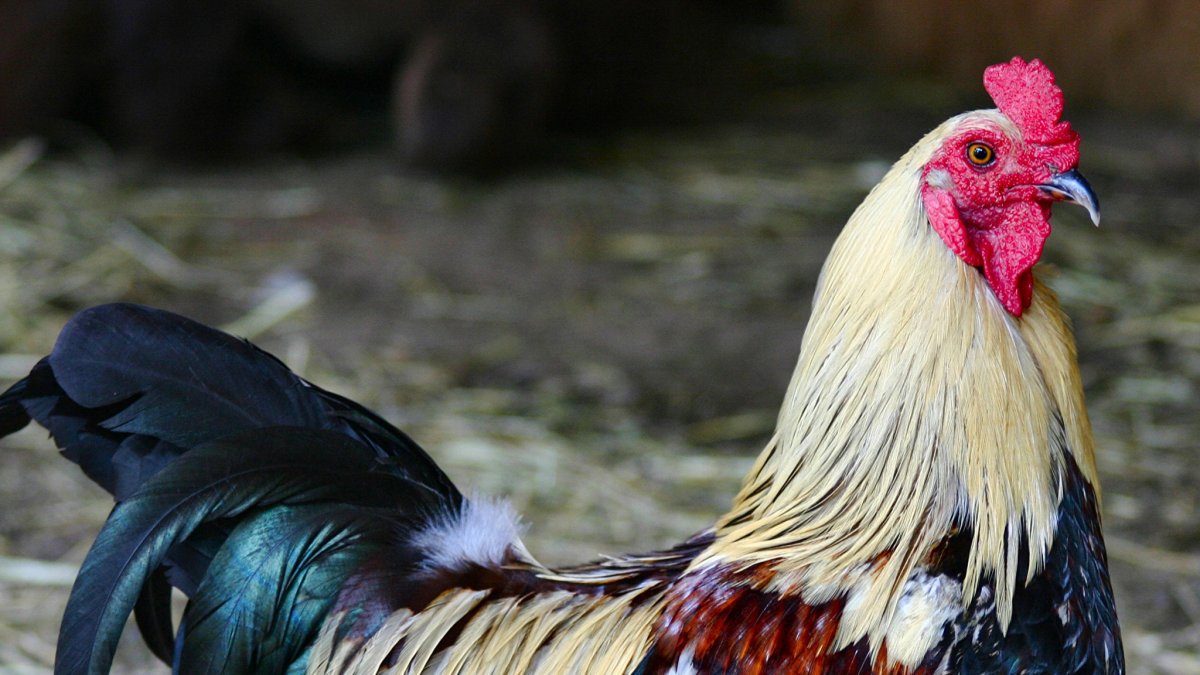 Красивый петух