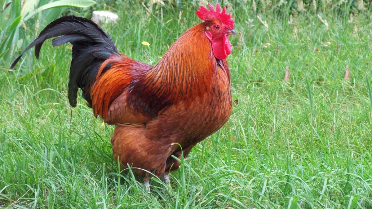 Таблица скрещивания кур Маранов