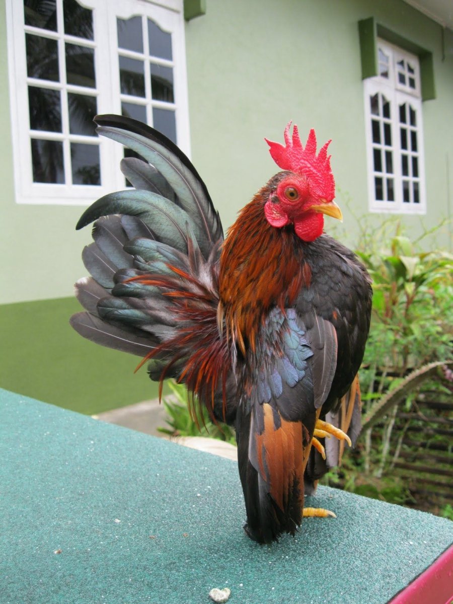 Порода кур Малазийская Серама