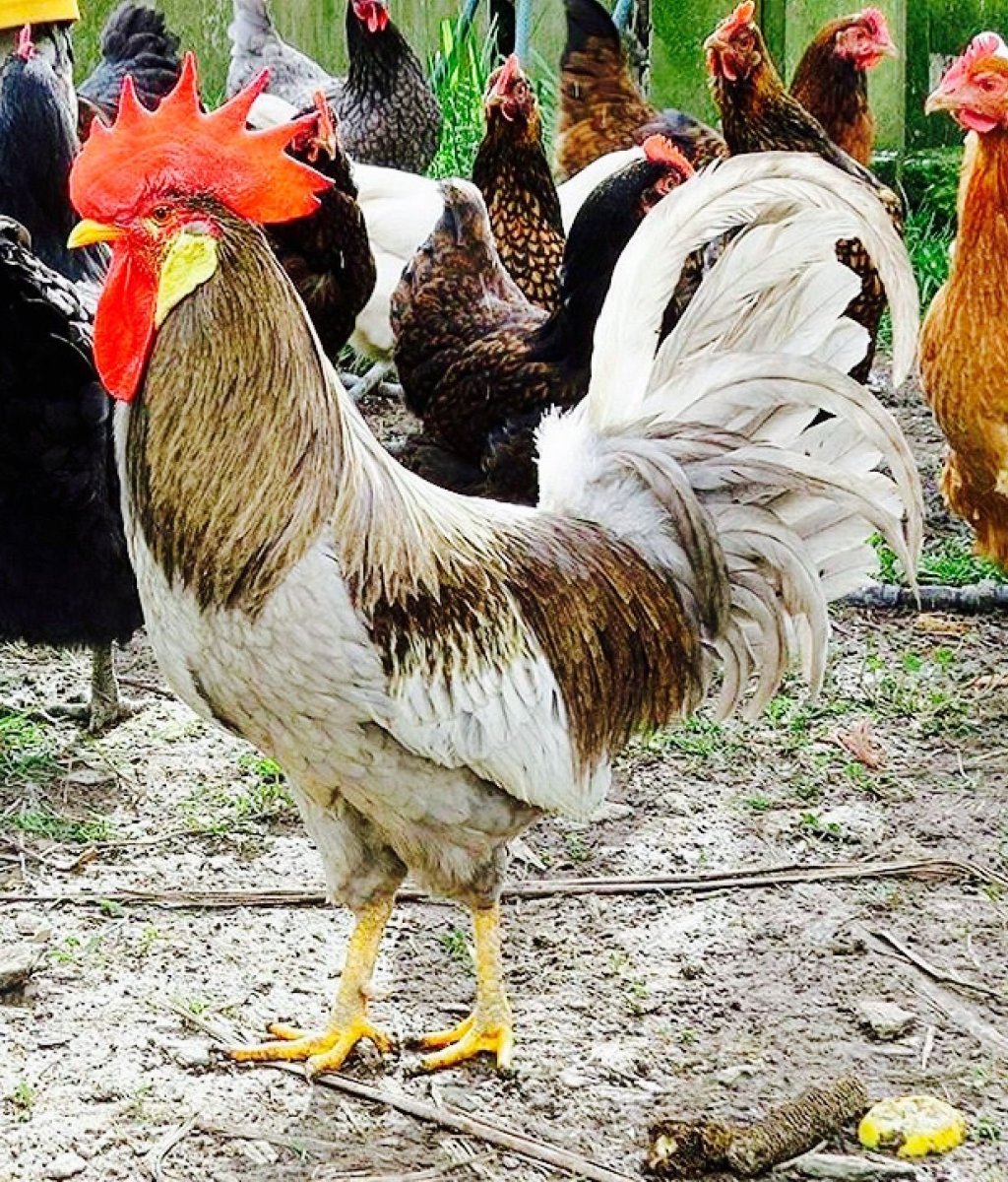 Виандот толбунт