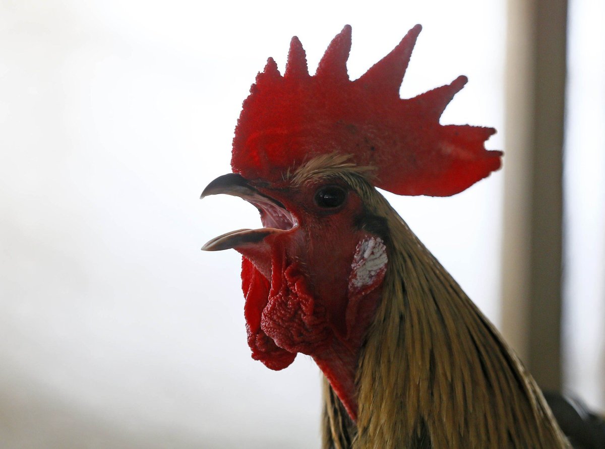 Денизли-петух птицы животные