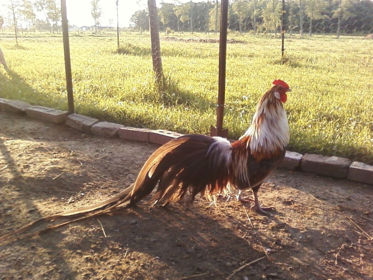 Йокогамский петух-Феникс фото