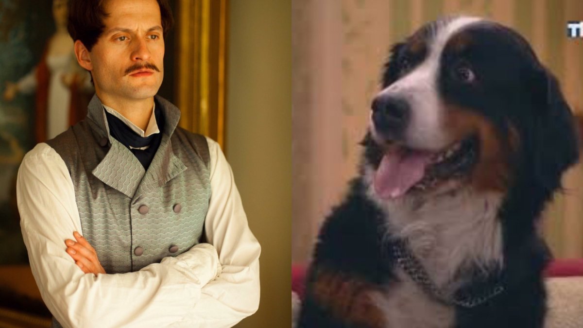 Шотландская пастушья бордер колли