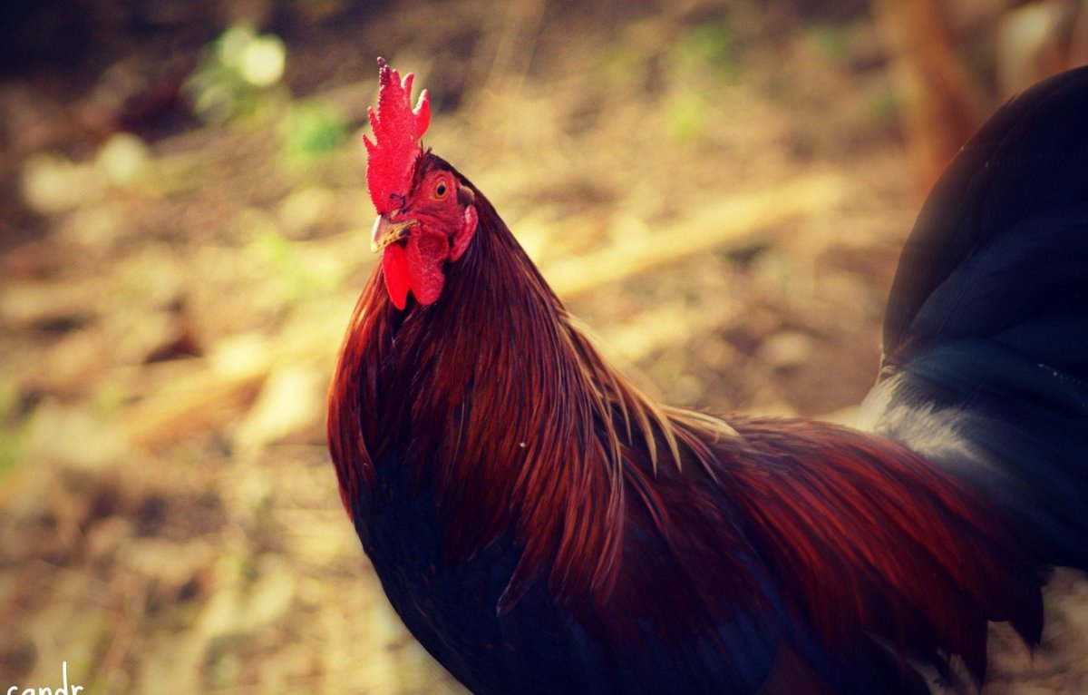 Обои на рабочий стол петух