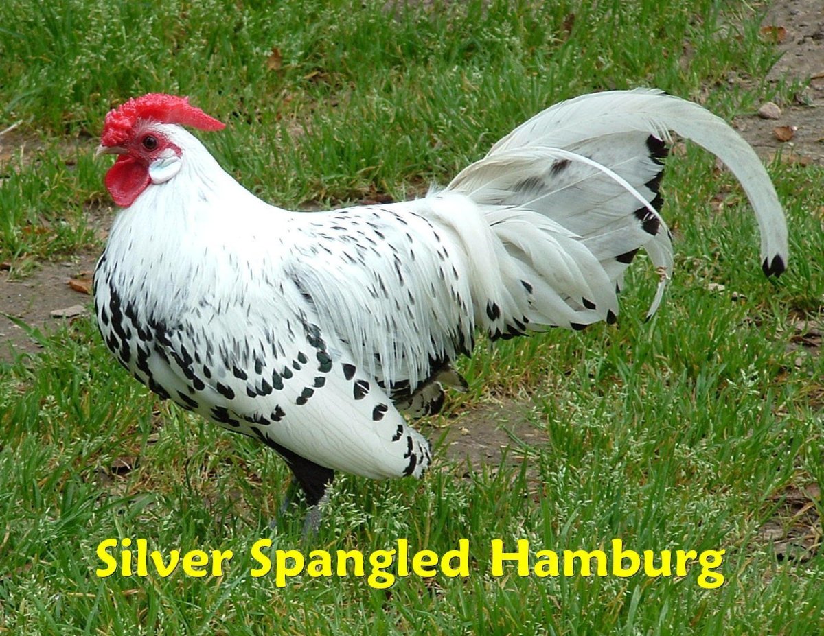 Гамбургские куры Гамбургский петух