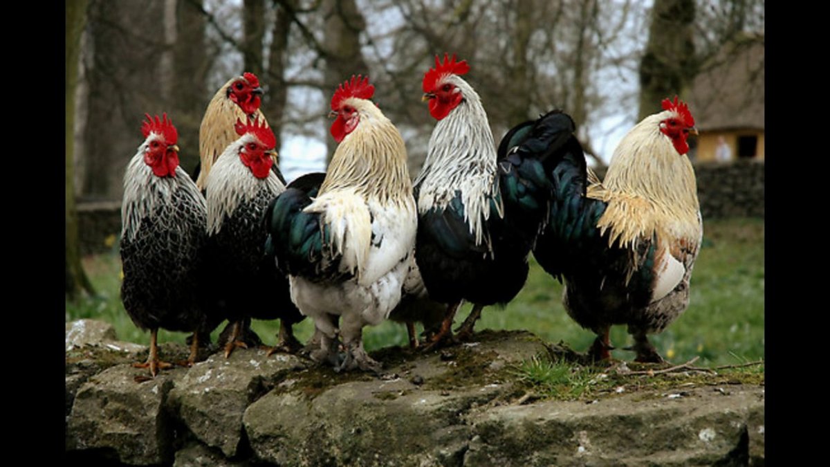 Толпа петухов