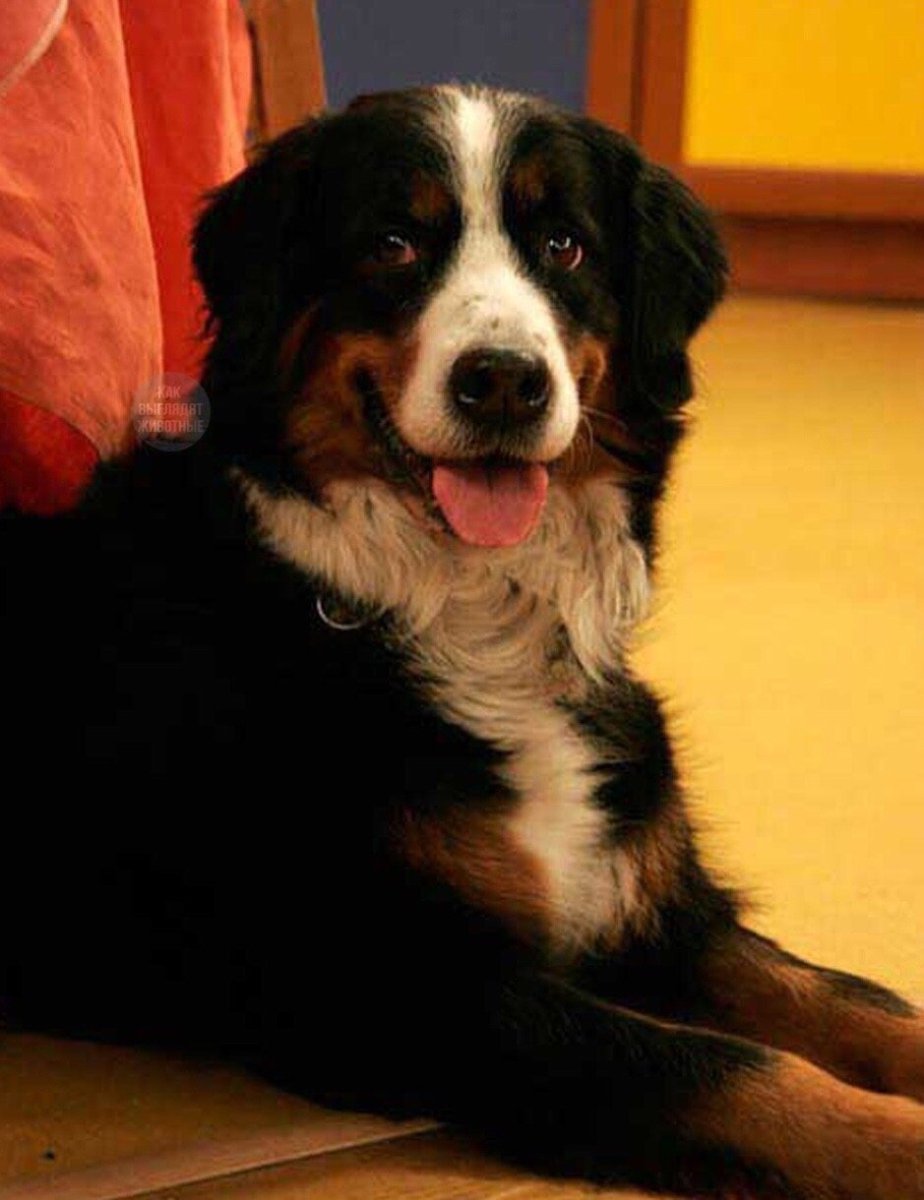 Бернский зенненхунд Барон букины