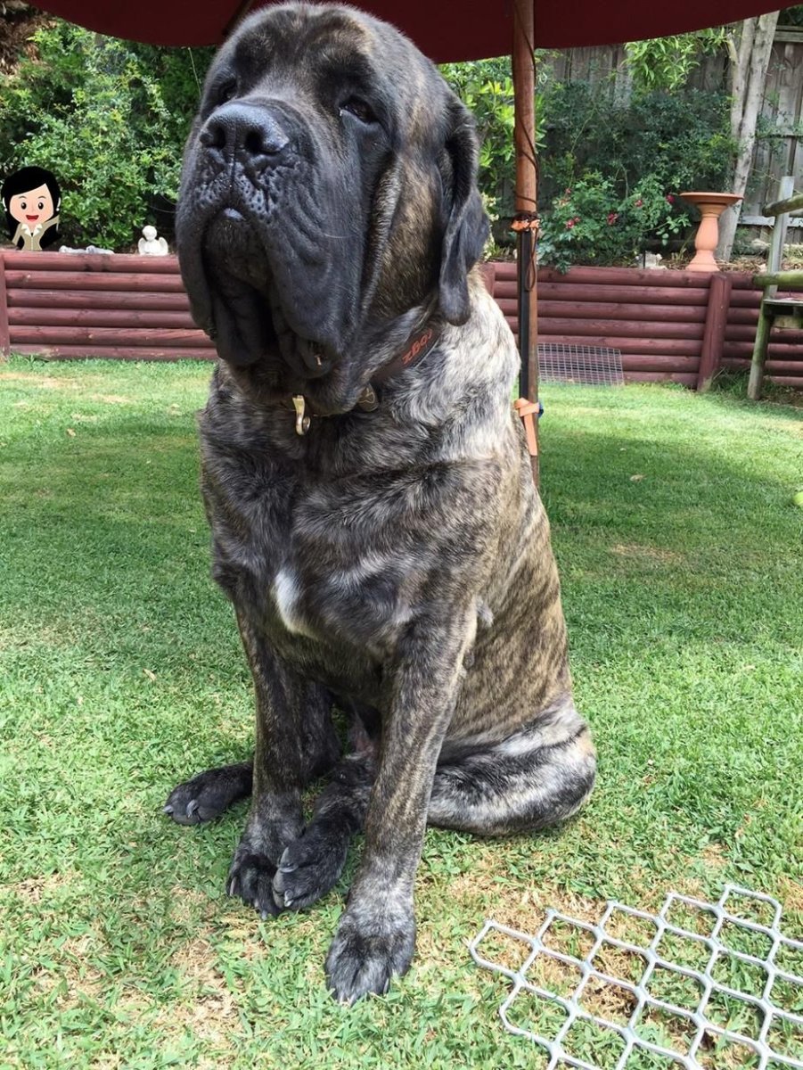 Шотландская колли длинношерстный