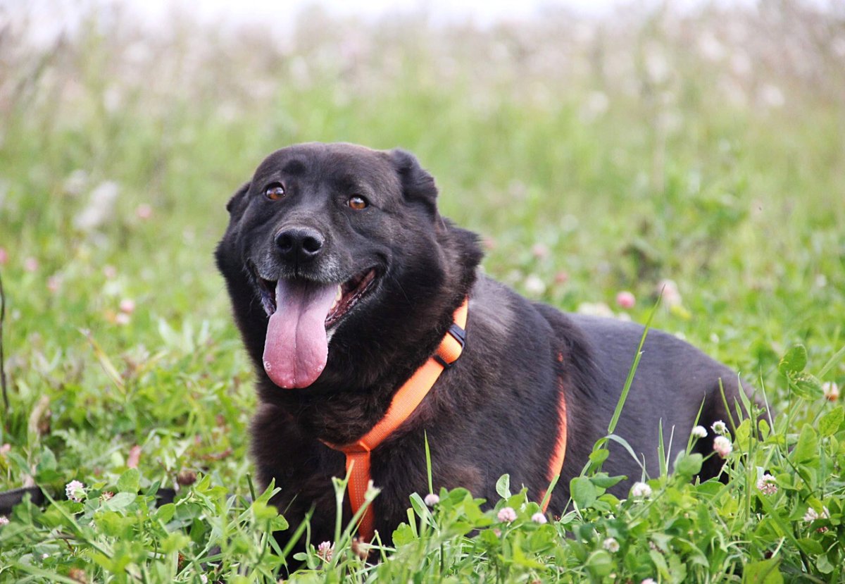 Мальтипу спаниель