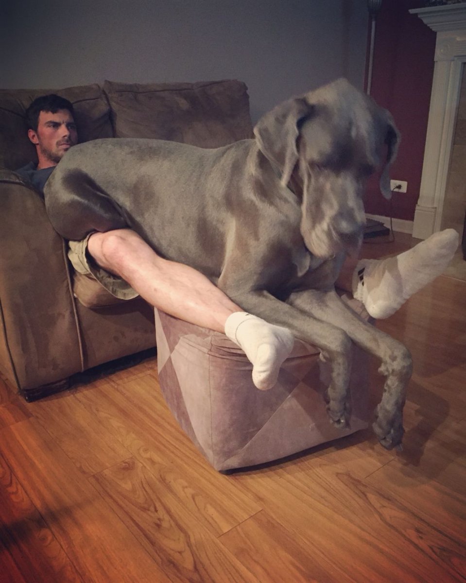 Собака в мультяшном стиле