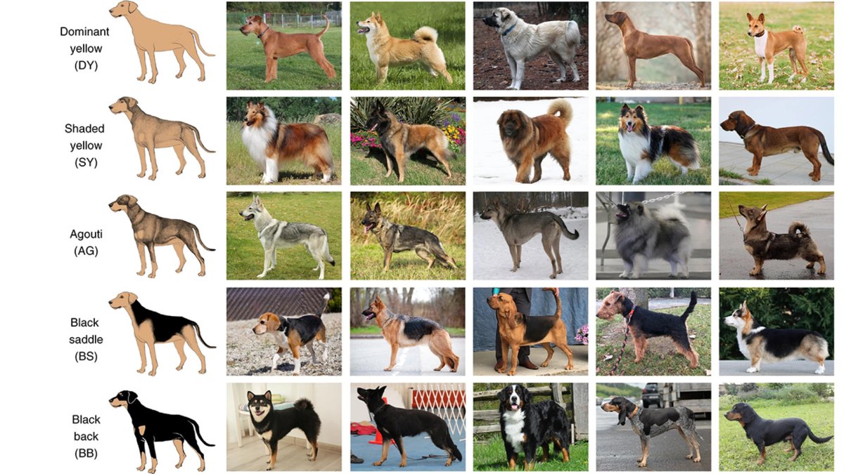 Далматинец щенок Пинтерест