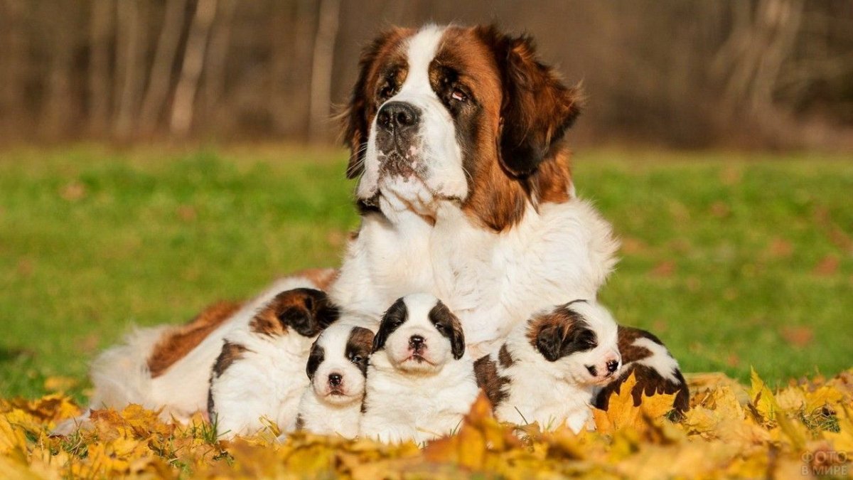 Золотистый ретривер Эстетика