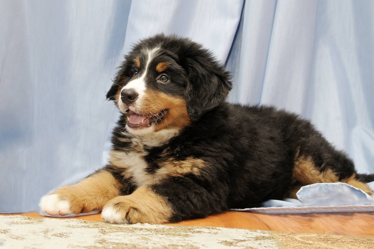 Бернский зенненхунд Барон