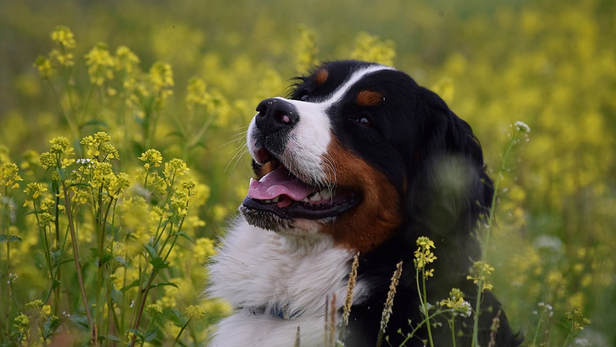 Бернский зенненхунд