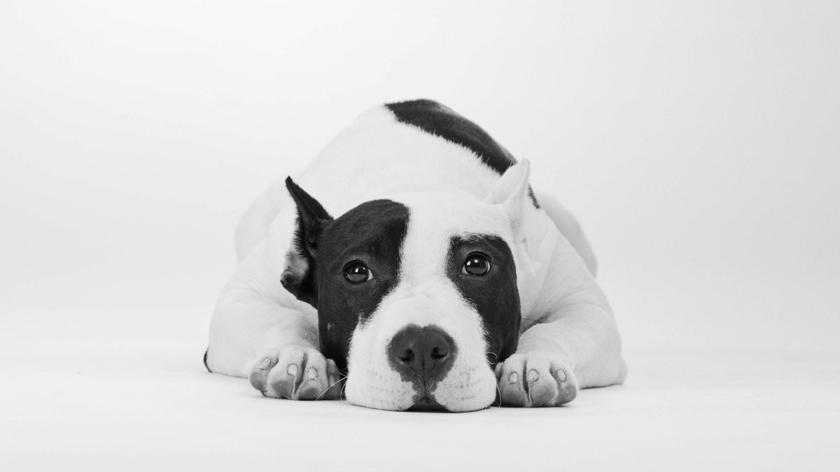 Британский боксер собака