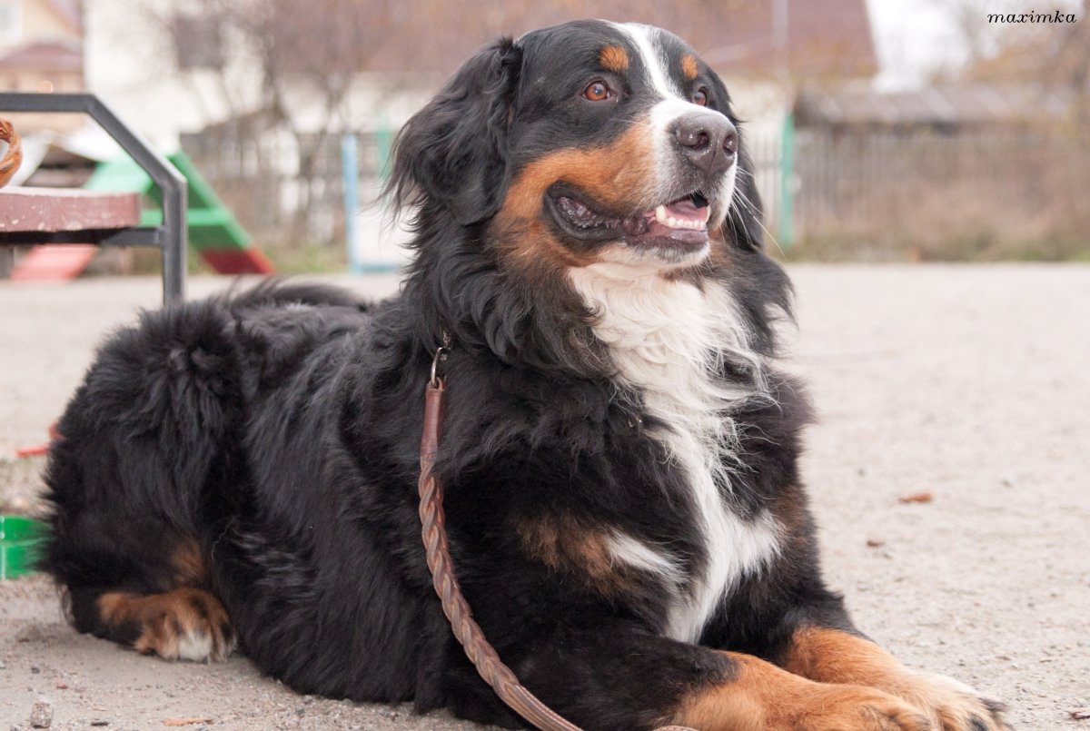 Расцветки собак название