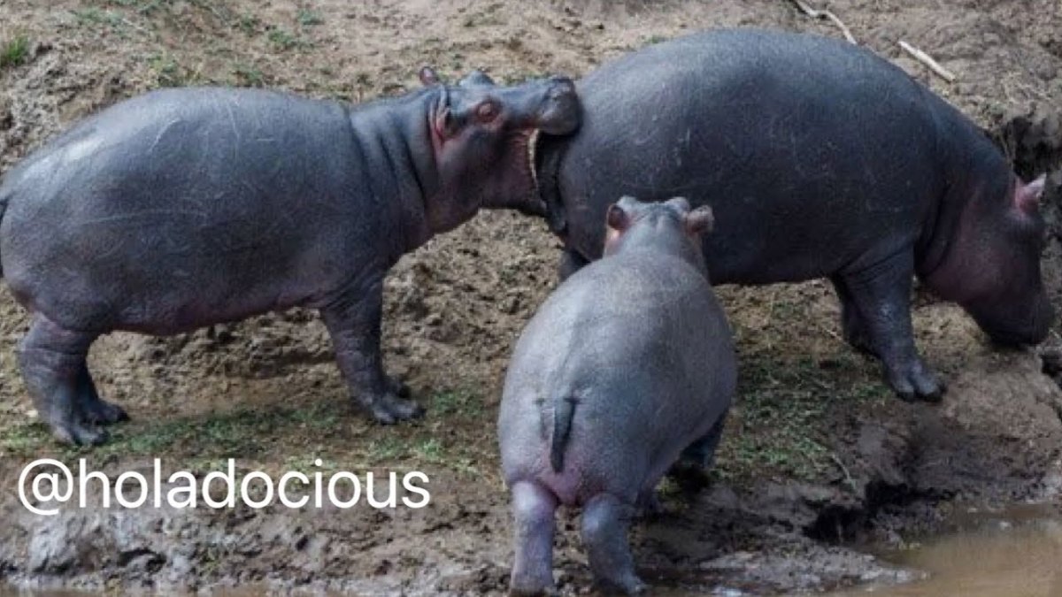 Бегемот кусает бегемота