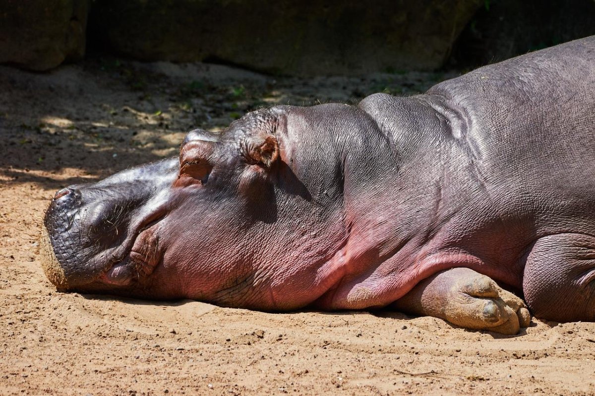 Гигантский Бегемот