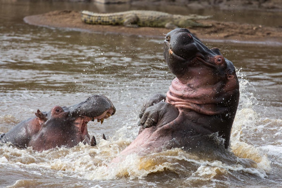Бегемот и птичка