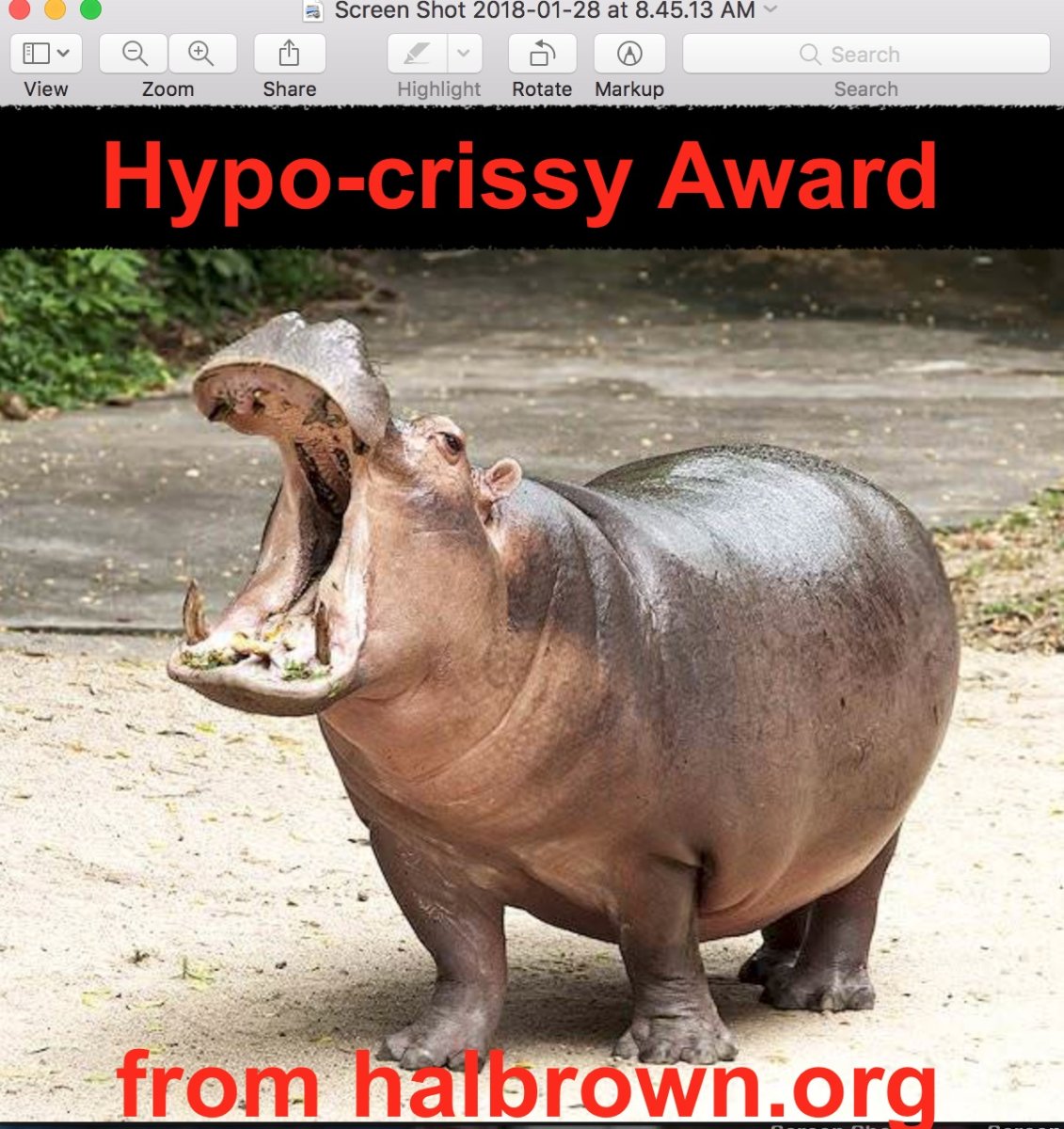 Детеныш бегемота