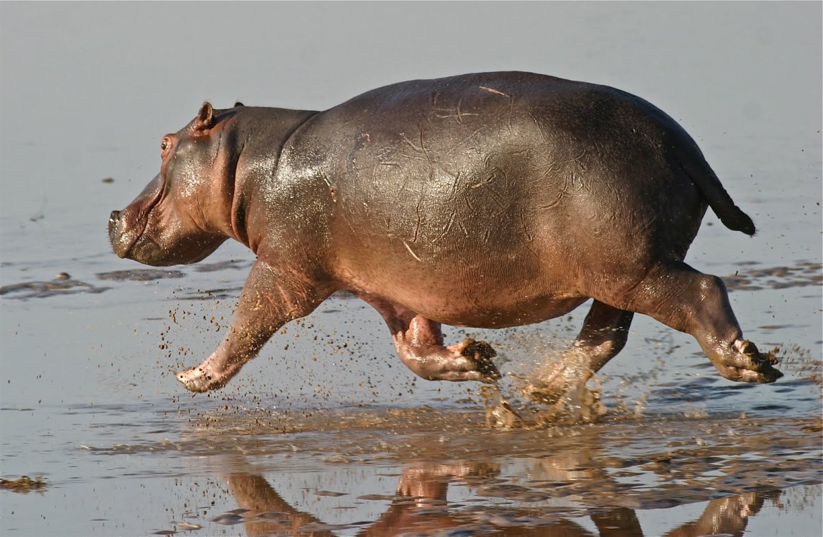 Бегемот толстокожий