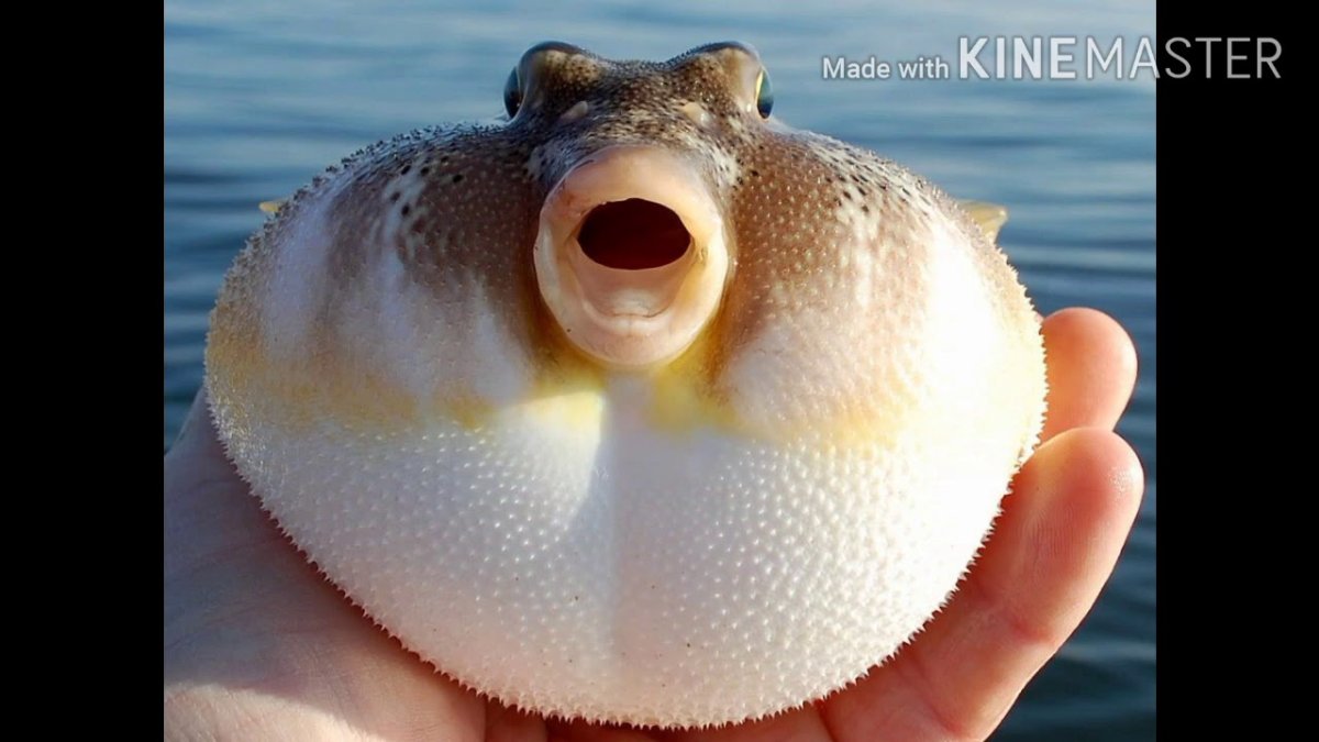 Смешная рыба фугу