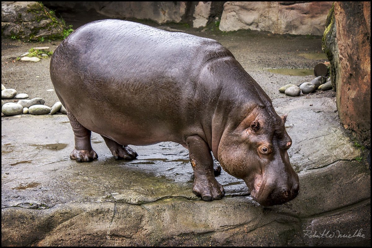 Гиппопотам гиппопотам