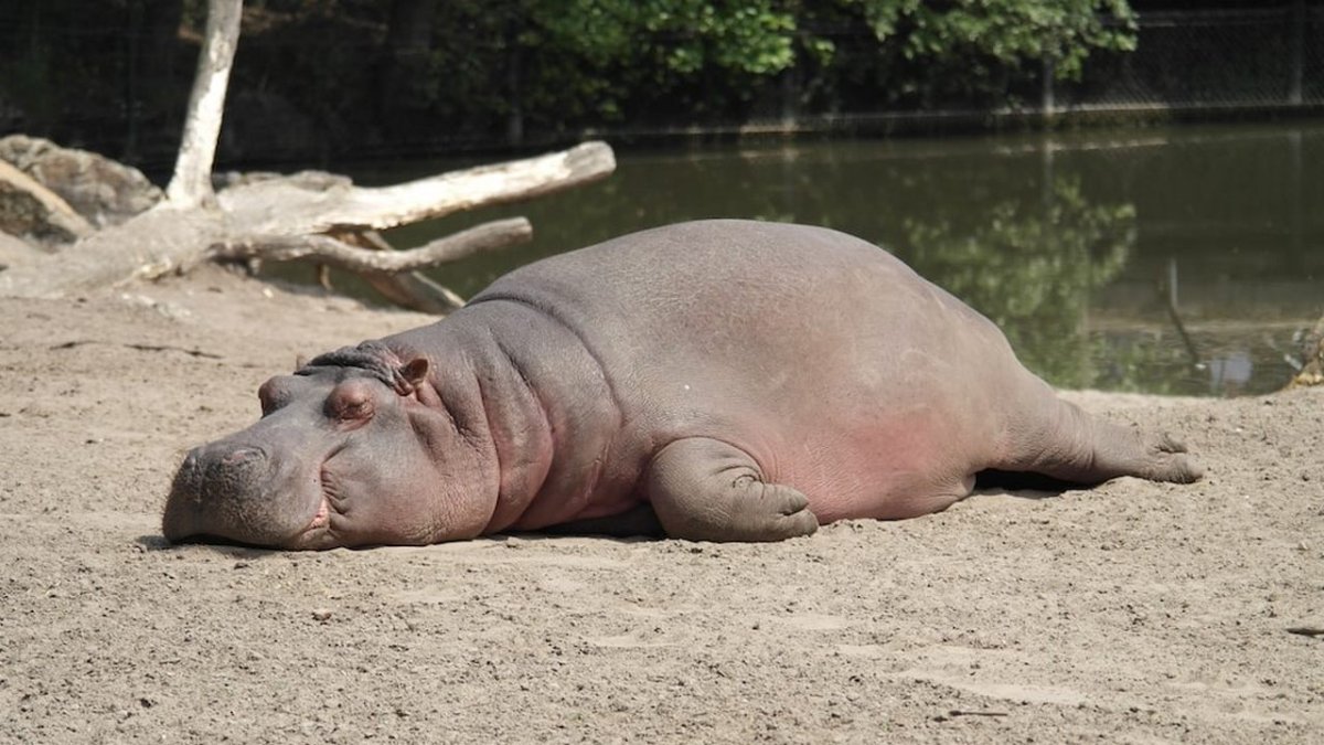 Гиппопотам Хьюго