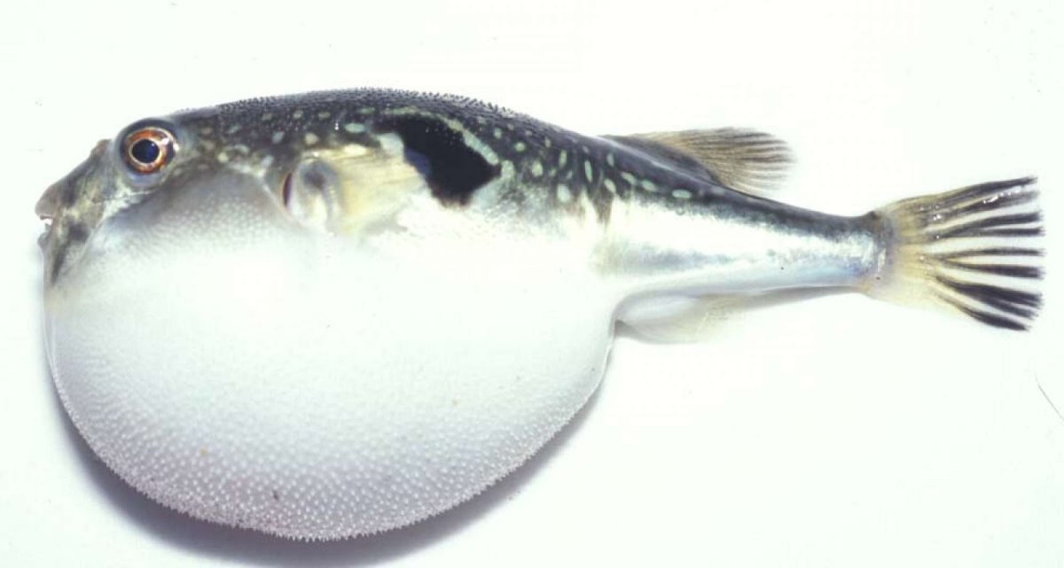 Морской еж с рыбками