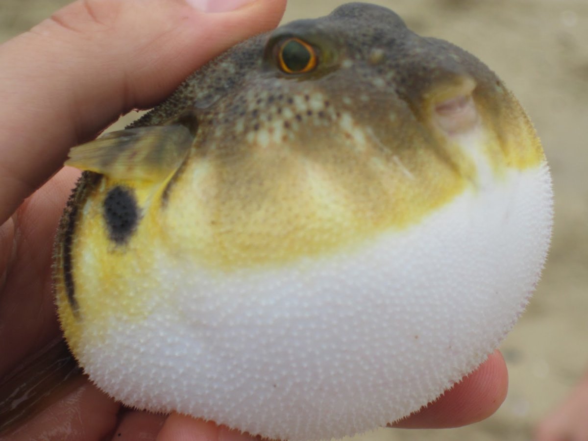 Милые рыбки