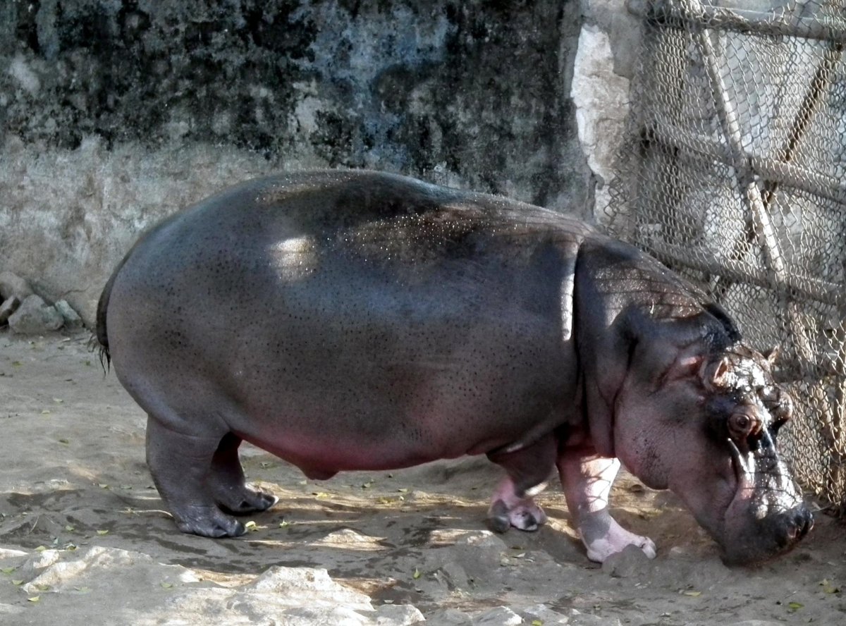 Европейский гиппопотам
