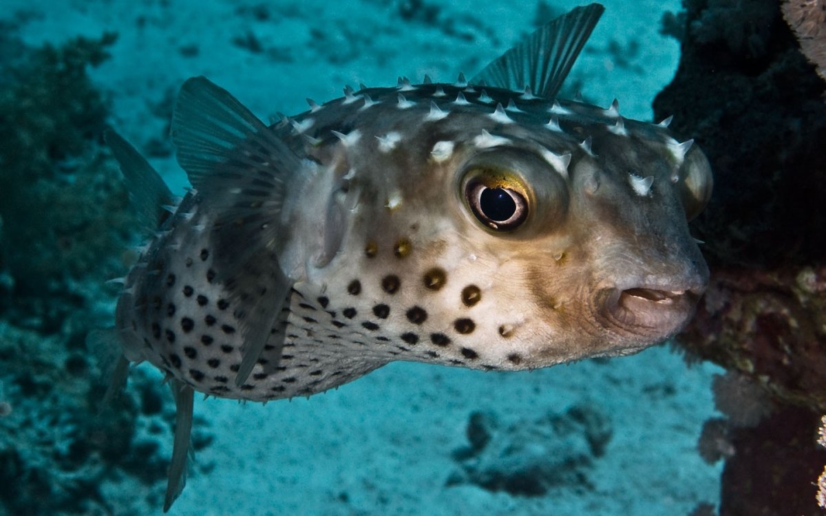 Иглобрюх фугу