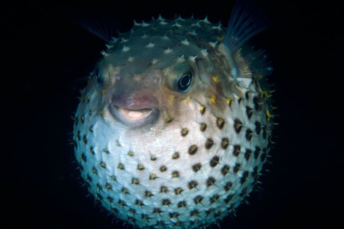 Рыба фугу в Средиземном море