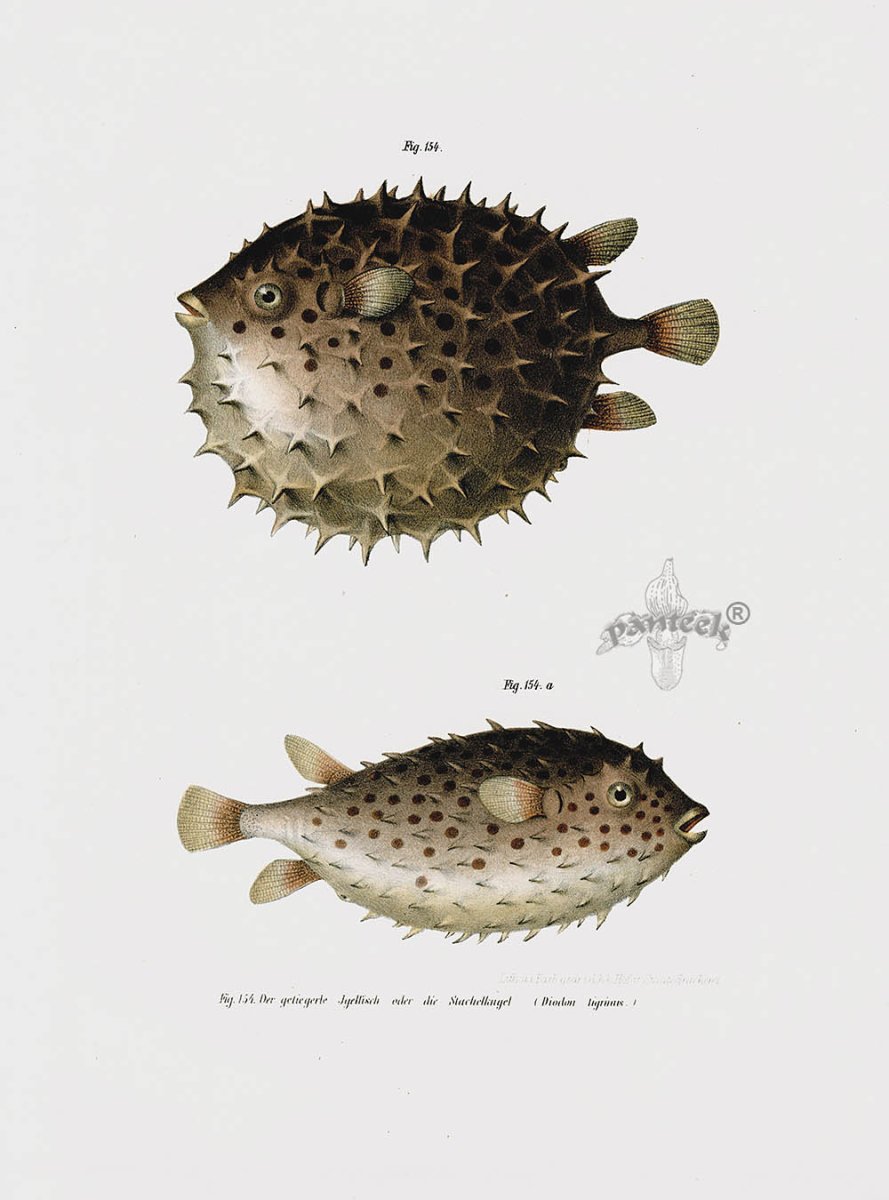 Забавные аквариумные рыбки