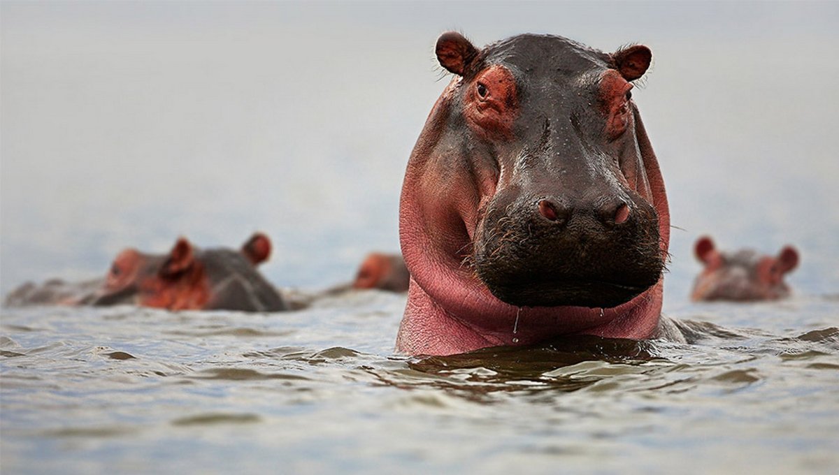 Жирные животные