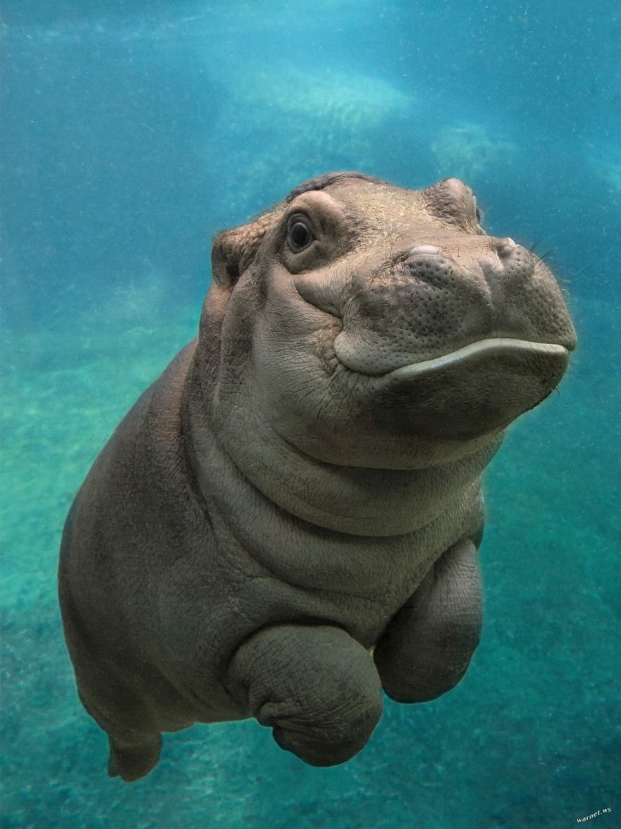 Бегемот Hippo