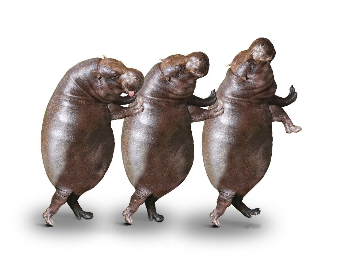 Fat furs Hippo