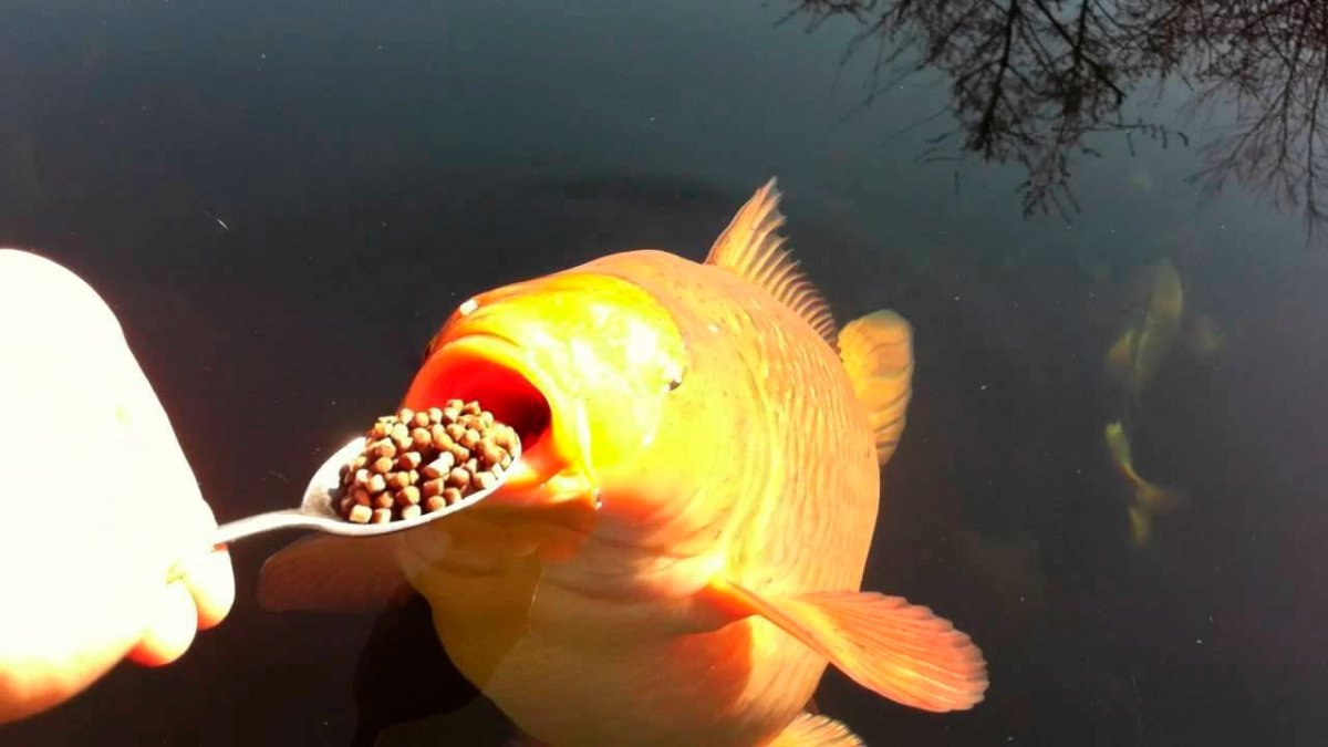 Фугу (рыба-шар)